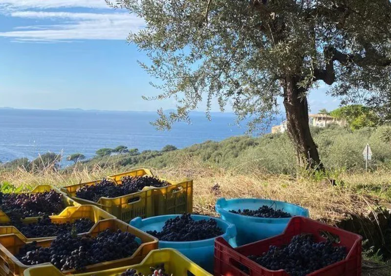 Grape harvest crates among olive trees with the Mediterranean sea beyond