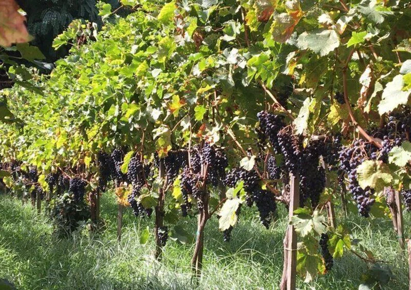 Dark grape clusters hanging from vines at Casa Rispo